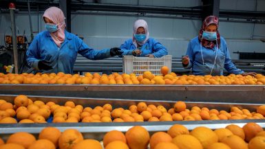 التصدير ؛ الحاصلات الزراعية ؛ الموالح ؛ البرتقال