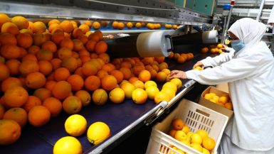 التصدير ؛ الحاصلات الزراعية ؛ الموالح ؛ البرتقال ؛ الصادرات الزراعية